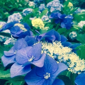 華