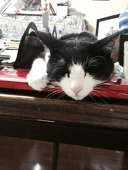 あおねこ