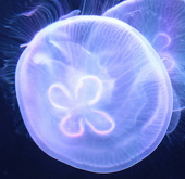 海月