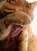 梅しゃけ