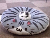 凝音