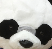アサギ鼠