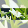 平野 悠