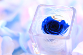 菫