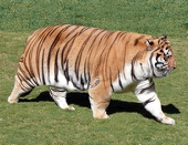 koma