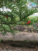 玉露