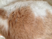 猫子