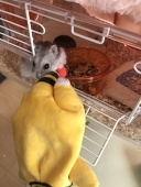 パラディドル