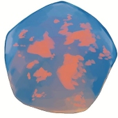 海星