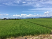 ゆな