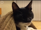 ぶすねこ