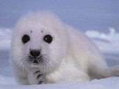 SlavicSeal