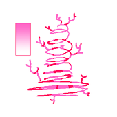 coralgorithms