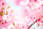 桜風（涼風）
