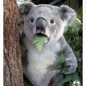 🐨