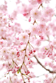 かおる🌸🌻🍁❄