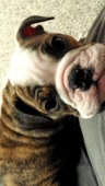 Vinni