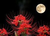 紅花火