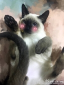 熙雲尋