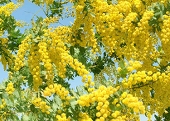 AM