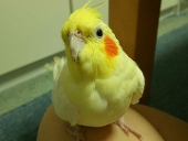 ぺる