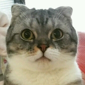 烙饼