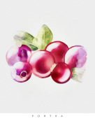 Cranberry