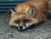 すから