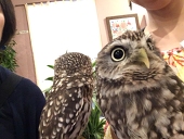 鷲子