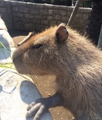 めう