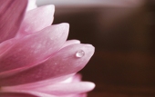 赤留芽衣