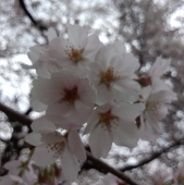 緋月