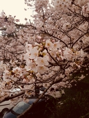 サクラ✿