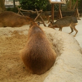yukimi