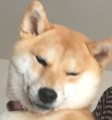 こむぎ