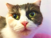 loklok_liu