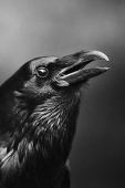 カラス(karasu)