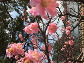 れいん