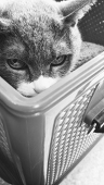 mitou