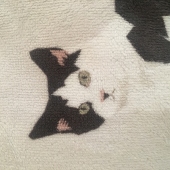 あわあわわ