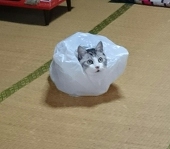 ねこにん