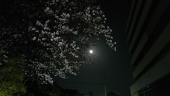 羽仁