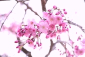 東　柊和（あずま　ひより）