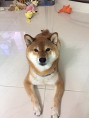 朽朽