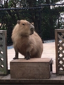 銀