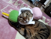 狗祐