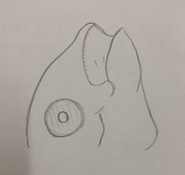 本間ぐろ