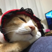 コット