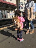 萤梨