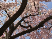 きょう